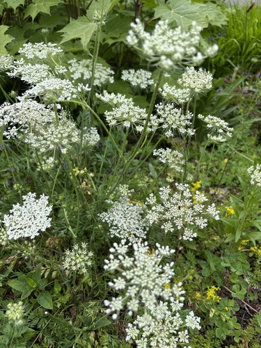 wild carrot