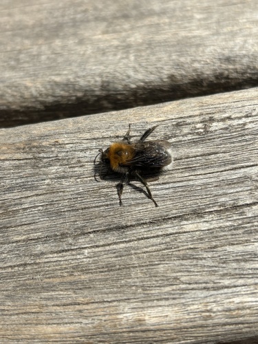 Tree Bumble Bee