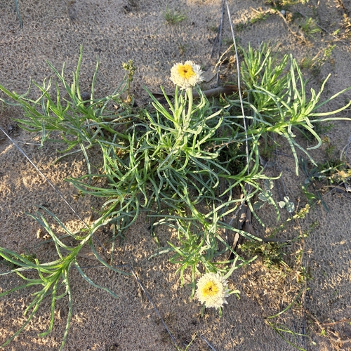 Poached Egg Daisy
