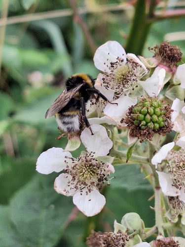Vestal Cuckoo Bumble bee