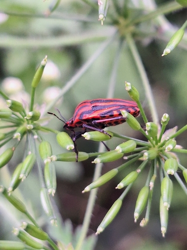 European Striped Shield Bug