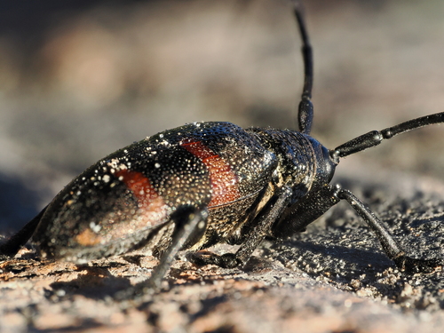 Pycnopsis brachyptera