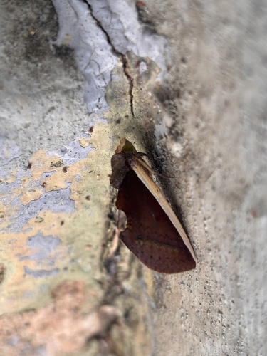Gonodonta pyrgo