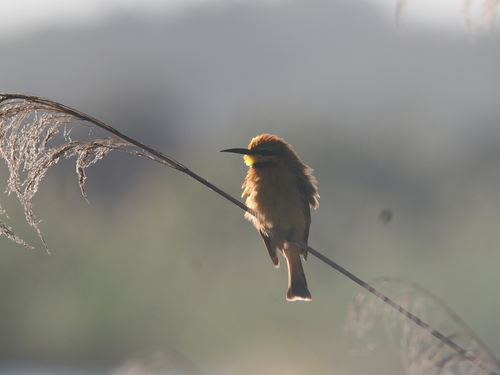 Little Bee-eater