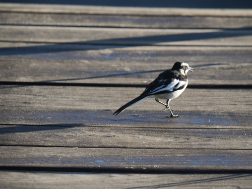 African Pied Wagtail