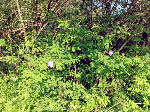 Наблюдение на iNaturalist
