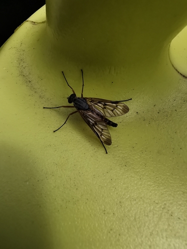 Downlooker Snipefly