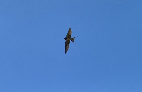 Barn Swallow
