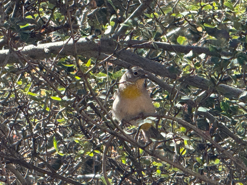 Virginia's Warbler