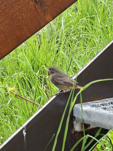 Black Redstart