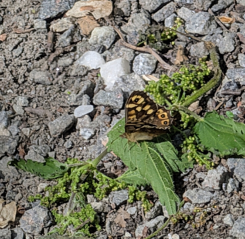 Speckled Wood