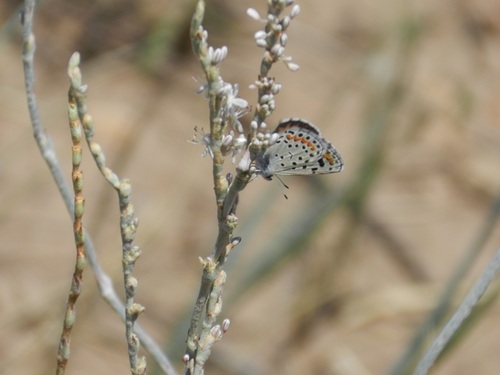 Euphilotes spaldingi