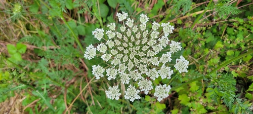 wild carrot
