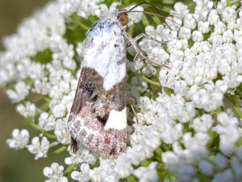 Pale Shoulder