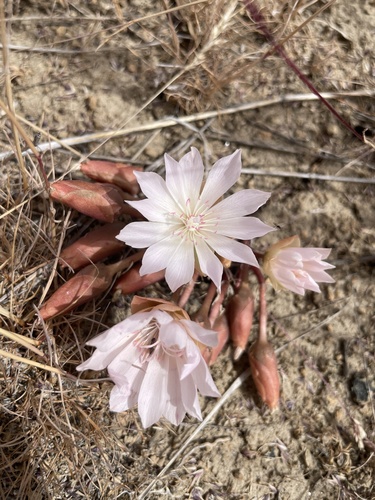 Bitterroot