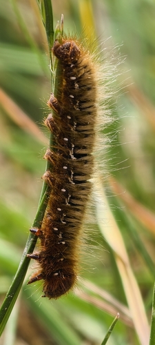 Oak Eggar