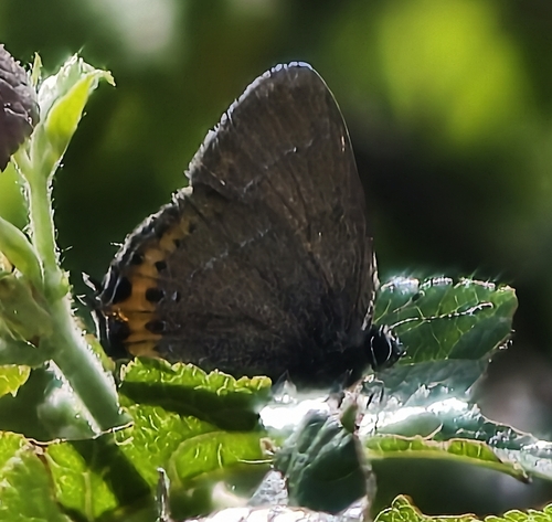 Black Hairstreak