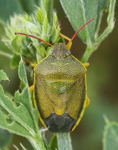 Gorse Shield Bug