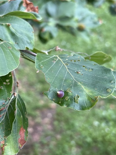 Beech Gall Midge