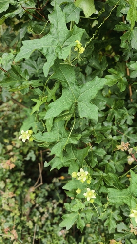 White Bryony