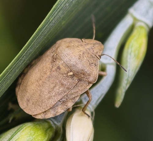 European Tortoise Bug