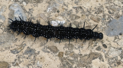 European Peacock Butterfly
