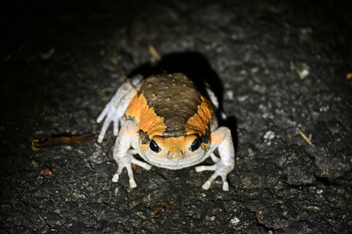 Asian Painted Frog