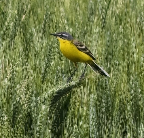 Western Yellow Wagtail