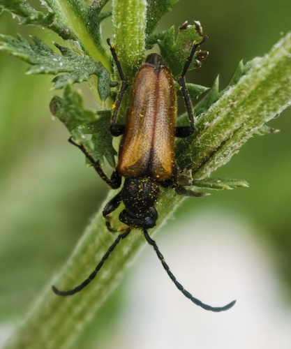Fairy-ring Longhorn Beetle