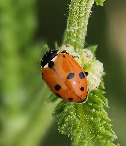 Variegated Lady Beetle