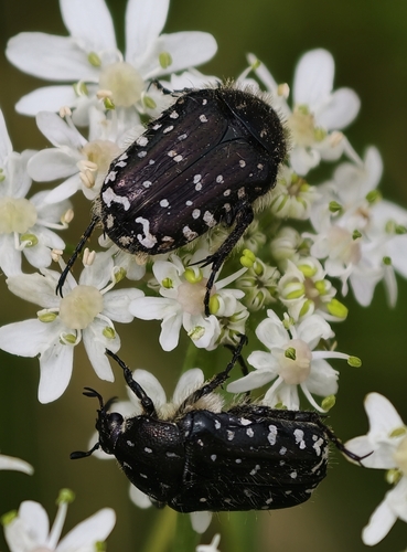 Mediterranean Spotted Chafer