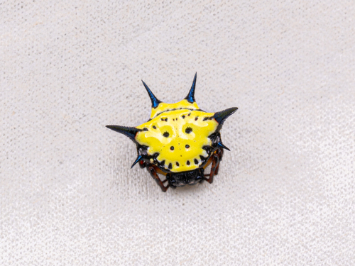 Hasselt's Spiny Spider