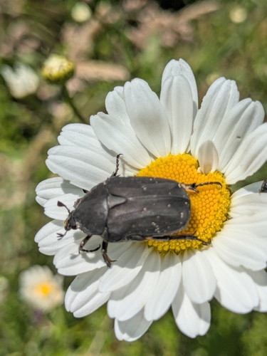 Speckled Rose Chafer