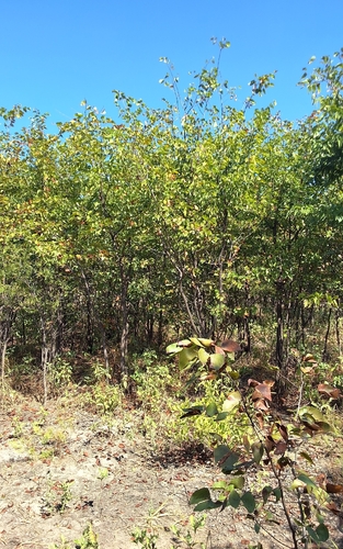 Mopane