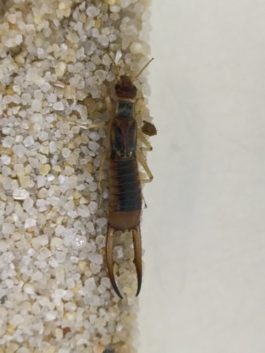 Shore Earwig