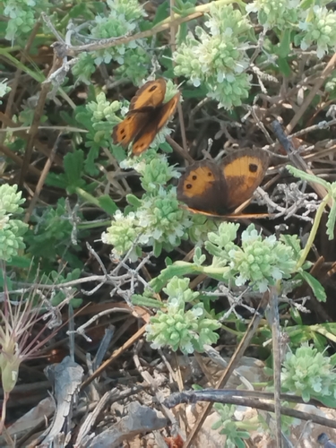 Spanish Gatekeeper