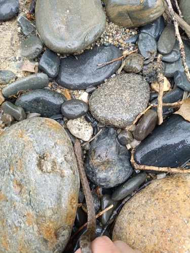 Viperine Snake