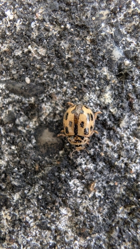 Fourteen-spotted Lady Beetle