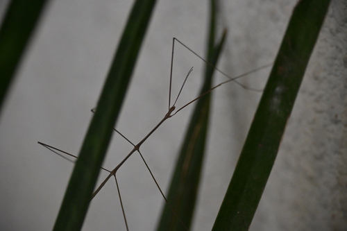Baculomia siamensis