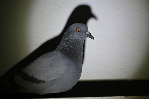 Feral Pigeon