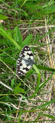 Marbled White