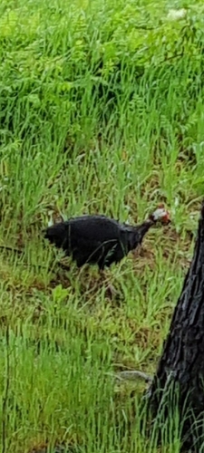 Domestic Guineafowl