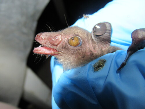 Western Woermann's fruit bat