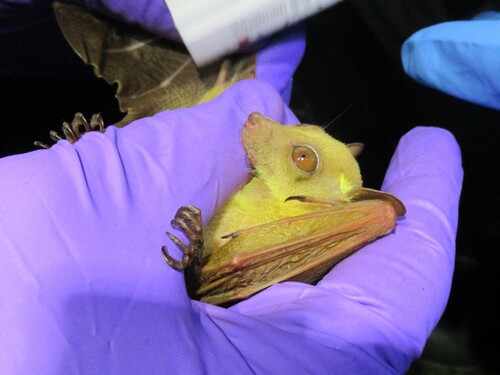 Peter's Dwarf Epauletted Fruit Bat