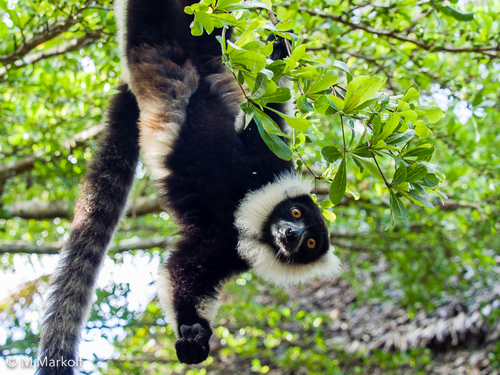Black-and-white Ruffed Lemur