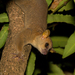 Giant Mouse Lemurs - Photo (c) Matthias Markolf, all rights reserved
