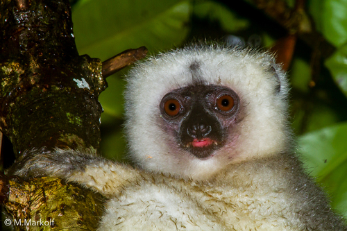 Silky Sifaka