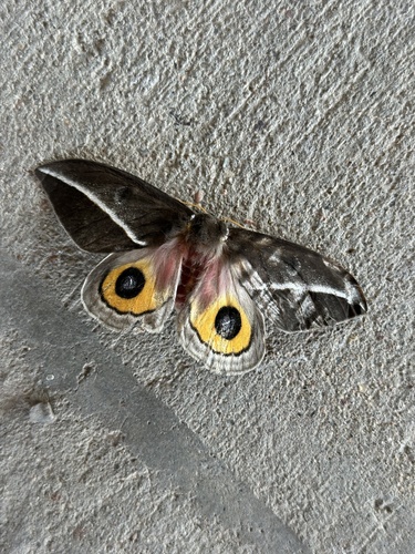 Zephyr Eyed Silkmoth