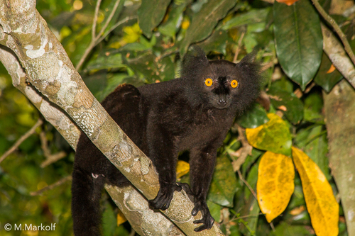 Black Lemur