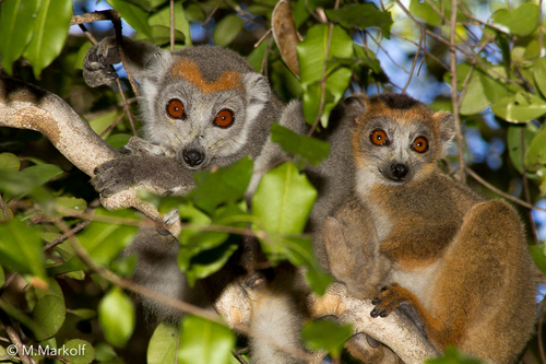 Crowned Lemur